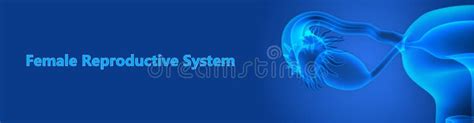 rappresentazione stilizzata dell'anatomia del sistema riproduttivo femminile