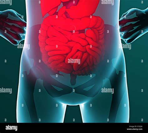 Illustrazione di un cavallo con dolore addominale