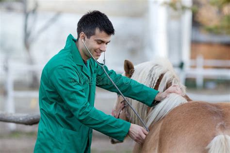 Veterinario che esamina un cavallo in colica