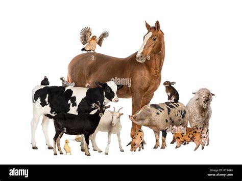Un gruppo di animali della fattoria che giocano insieme