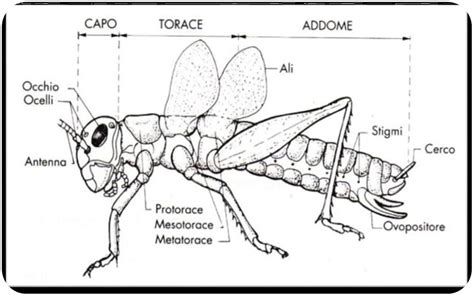 diagramma anatomico semplificato di una farfalla che mostra capo, torace, addome e struttura alare