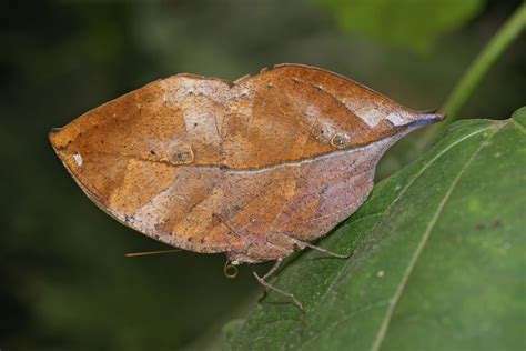 confronto fotografico tra una farfalla che imita una foglia secca e una con colori aposematici
