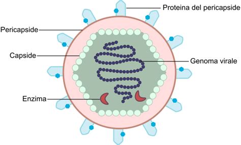 rappresentazione schematica di un virus con capside e genoma