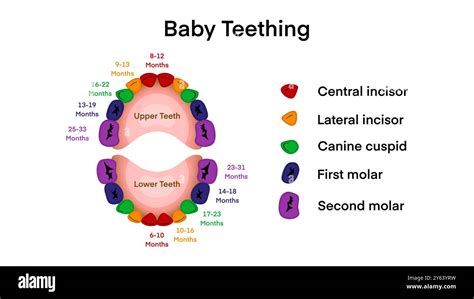 Eruption of molars diagram