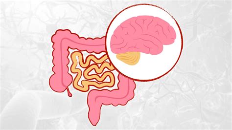 Schema della connessione tra intestino, cervello e vagina (asse intestino-cervello-vagina)