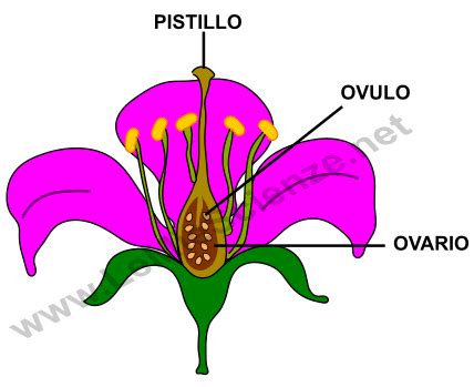 Immagine di un fiore con dettagli sull'ovario e l'ovulo