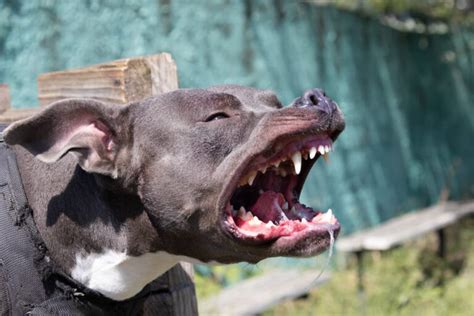 Cane Pitbull e un bambino in un contesto sereno per contrasto