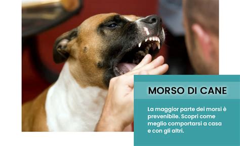 Infografica sulla forza del morso dei cani, che smentisce i miti