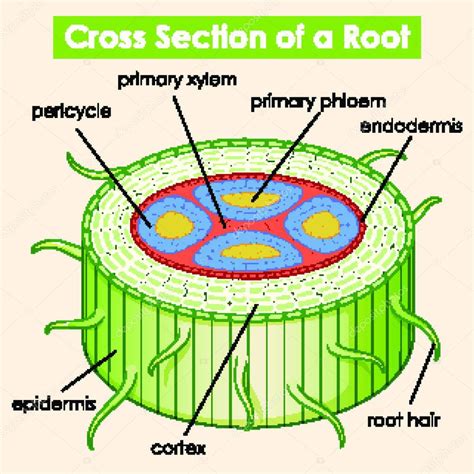 Sezione trasversale del materiale Croslite che mostra la sua struttura cellulare