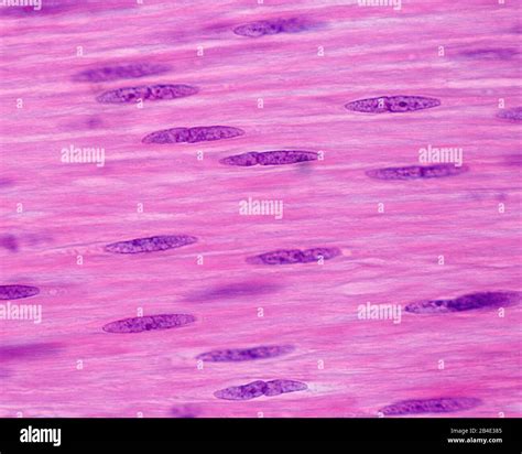 microfotografia di cellule muscolari in fase di differenziazione su scaffold