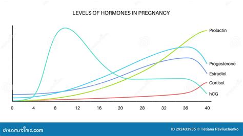 Illustrazione dei livelli di HCG durante la gravidanza
