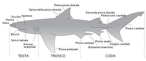 Anatomia riproduttiva di uno squalo maschio con pterigopodi