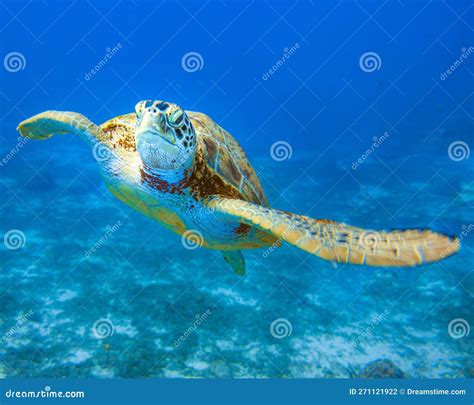 Tartaruga marina che nuota in acque limpide