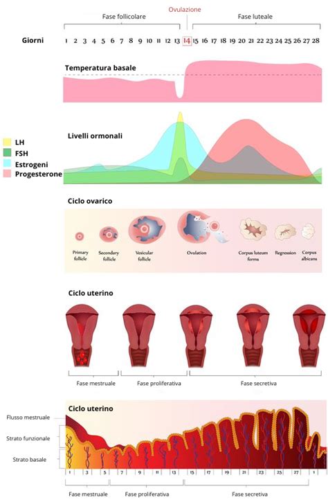 Infografica con suggerimenti dietetici per il periodo mestruale