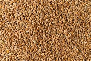 Chicchi di grano duro e semolino