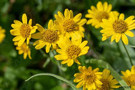 Pianta di Arnica Montana