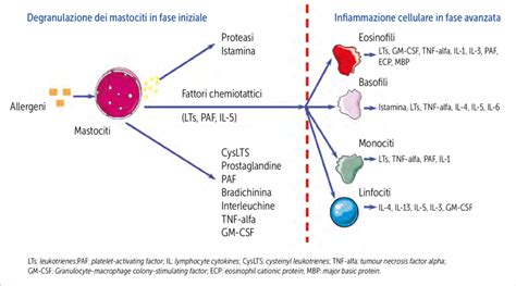 rappresentazione schematica dei meccanismi di una reazione allergica