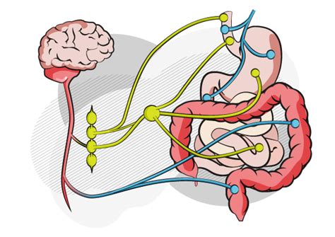 rappresentazione stilizzata dell'intestino umano e dell'asse cervello-intestino