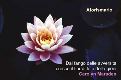 Fiore di loto che emerge dal fango
