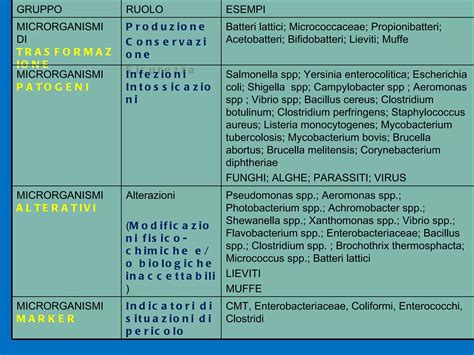 rappresentazione microscopica di microrganismi vaginali patogeni