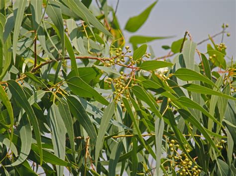 Pianta di Eucalyptus Citriodora