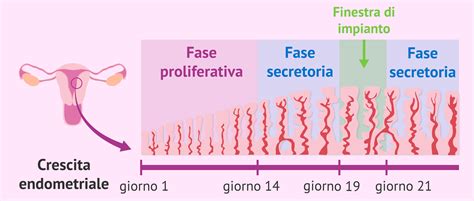 diagramma che illustra la fase di impianto dell'embrione nell'endometrio