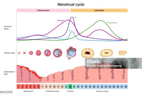 illustrazione del ciclo mestruale e dei livelli ormonali