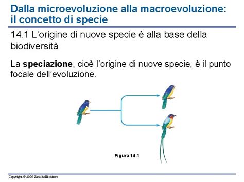 Diagramma che illustra il concetto di microevoluzione e macroevoluzione