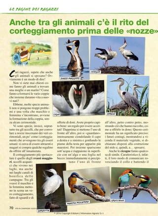 Illustrazione di rituali di corteggiamento tra diverse specie di uccelli