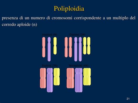 Diagramma che illustra la poliploidia nelle piante