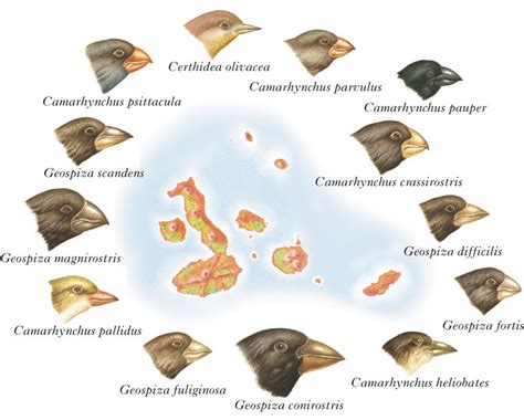 Immagini dei diversi fringuelli di Darwin
