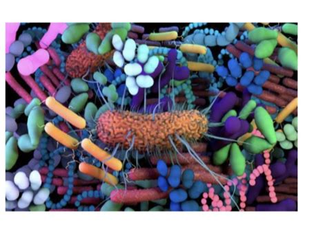 illustrazione concettuale dell'equilibrio del microbiota vaginale