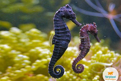 Un cavalluccio marino aggrappato a una pianta acquatica con la coda prensile
