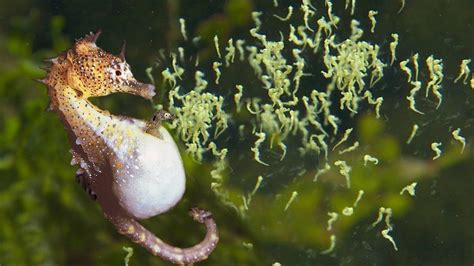 Un maschio di cavalluccio marino che espelle i piccoli dalla sacca incubatrice