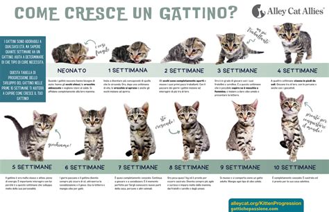 Tabella delle quantità di latte per gattini per settimana