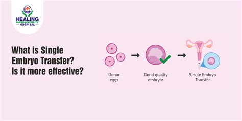 infografica che illustra la differenza tra single embryo transfer e transfer multiplo