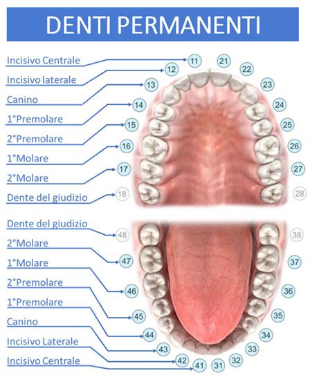 mappa dentale che mostra l'eruzione dei primi molari permanenti a sei anni