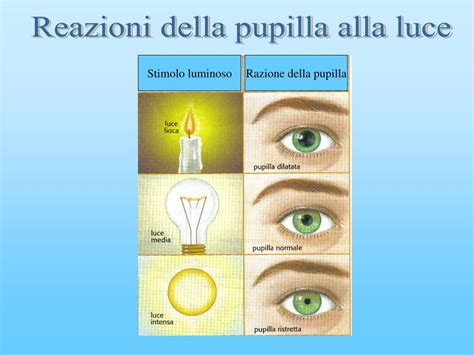Pupilla che si dilata e si restringe