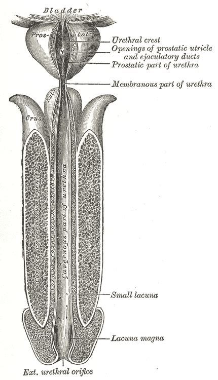 schema anatomico dell'ipospadia con localizzazione del meato uretrale