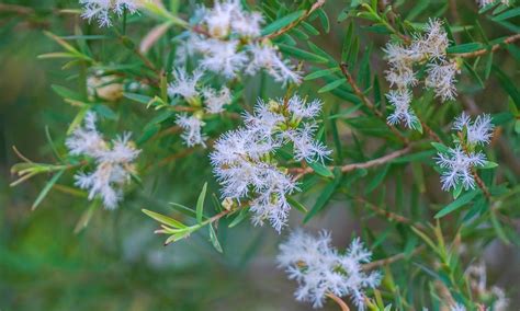 rappresentazione botanica della Melaleuca alternifolia