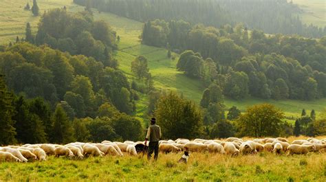 pecora al pascolo in un ambiente naturale