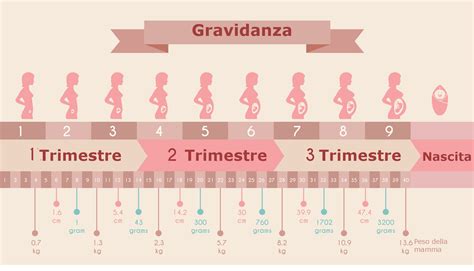 schema della crescita fetale durante i mesi di gravidanza