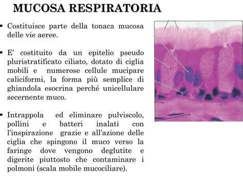 Microscopio che mostra ciglia e muco nelle vie respiratorie