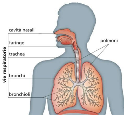 Illustrazione delle vie respiratorie ostruite dal muco
