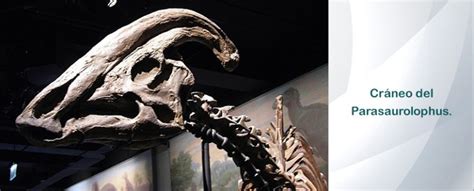 rappresentazione della cresta del Parasaurolophus con indicazioni sul percorso del flusso d'aria