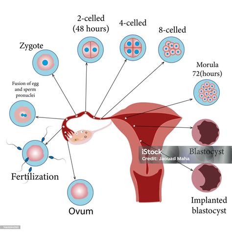 infografica che mostra l'effetto barriera di un ovulo mucoadesivo sulla parete vaginale