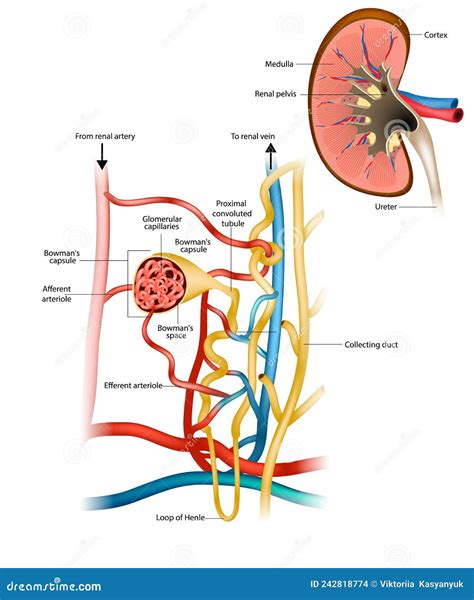 Illustrazione del glomerulo renale e del processo di filtrazione