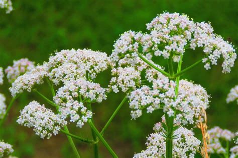 Pimpinella anisum plant