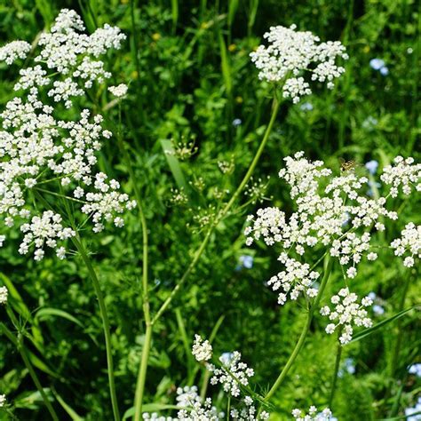 Pimpinella anisum extraction process