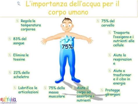 Importanza dell'acqua nel corpo umano
